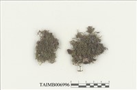 藏品(耳葉蘚屬)的圖片